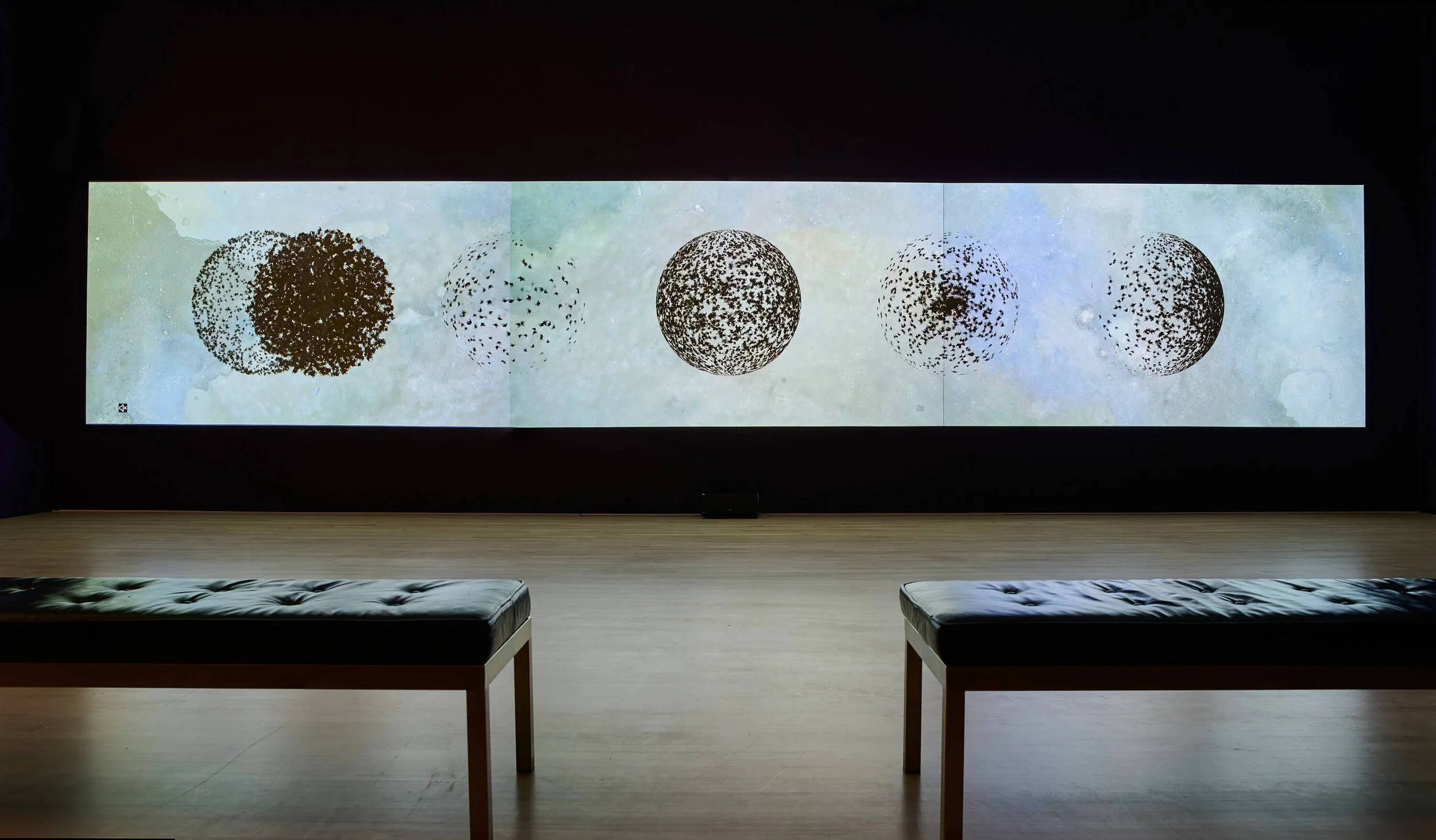 Shahzia Sikander, Collective Behavior, Cantor Arts Center